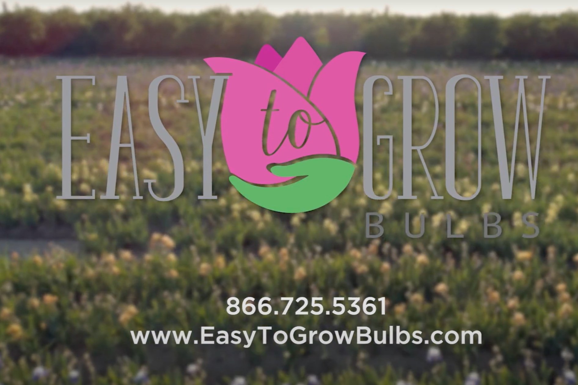 Easy To Grow Bulbs | Promo Video
